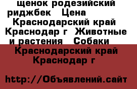 щенок родезийский риджбек › Цена ­ 30 000 - Краснодарский край, Краснодар г. Животные и растения » Собаки   . Краснодарский край,Краснодар г.